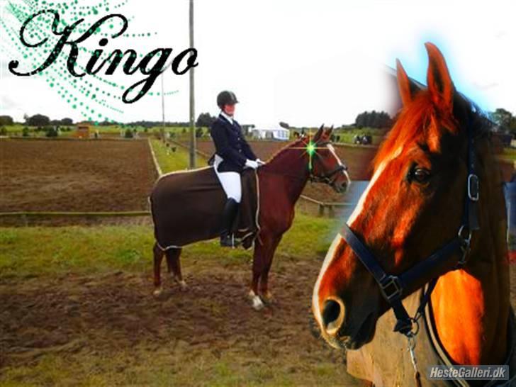 Dansk Varmblod Kingo  - Min stjerne Hest :) billede 1