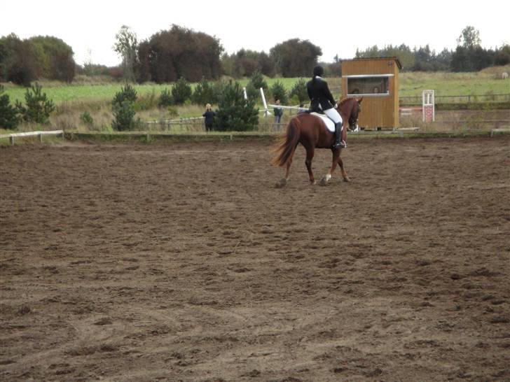 Dansk Varmblod Kingo  - Elsker og ødelægge dækkener billede 2