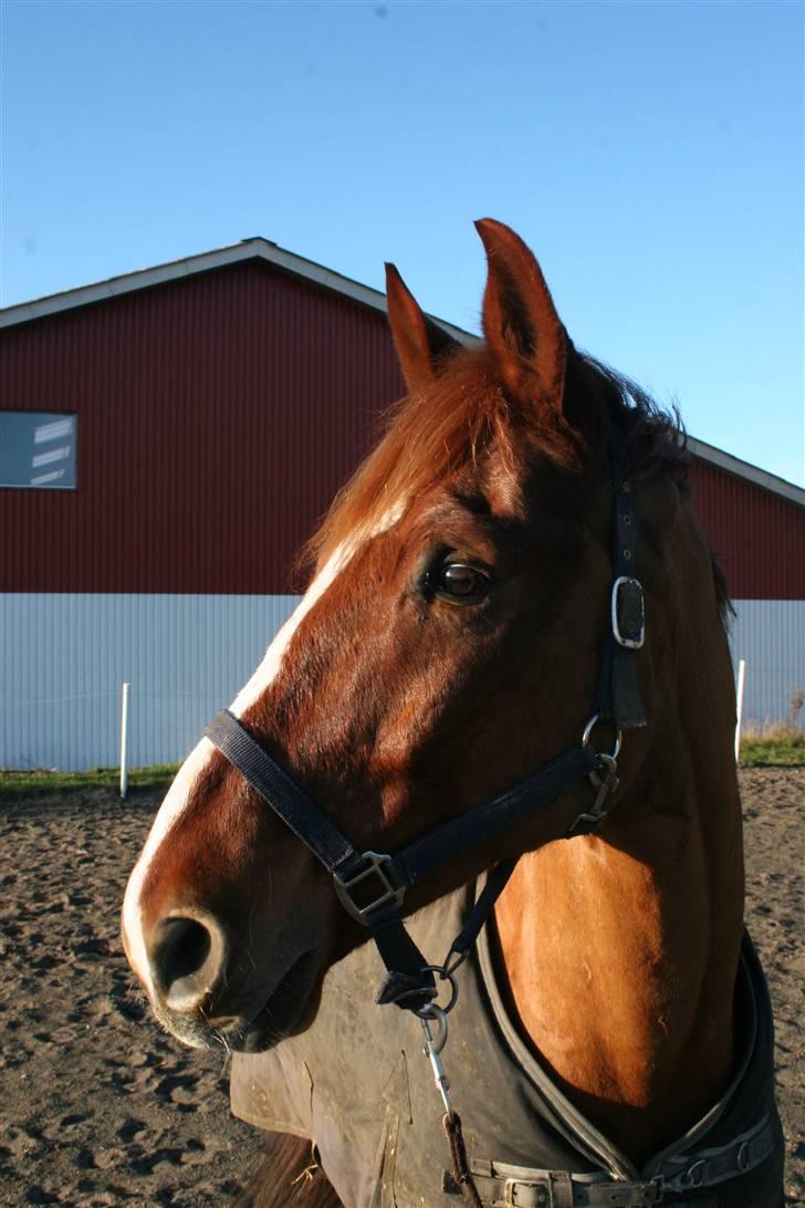 Dansk Varmblod Kingo  billede 3