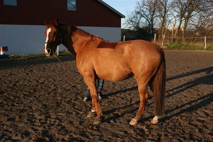 Dansk Varmblod Kingo  billede 4