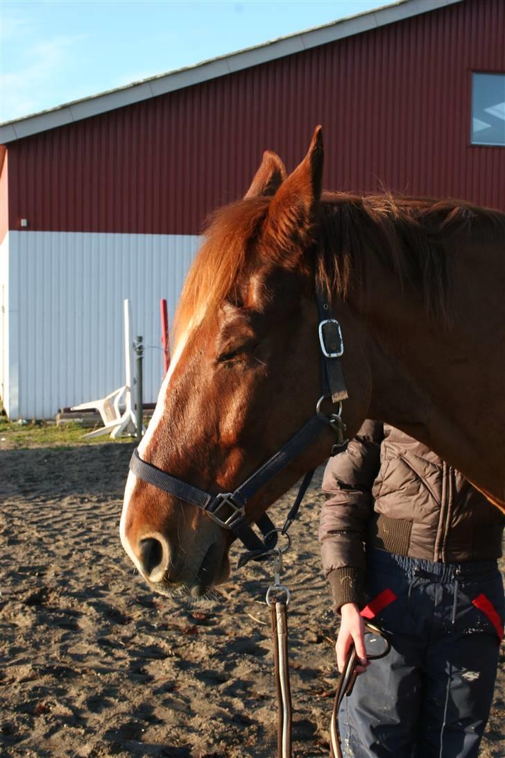 Dansk Varmblod Kingo  billede 6