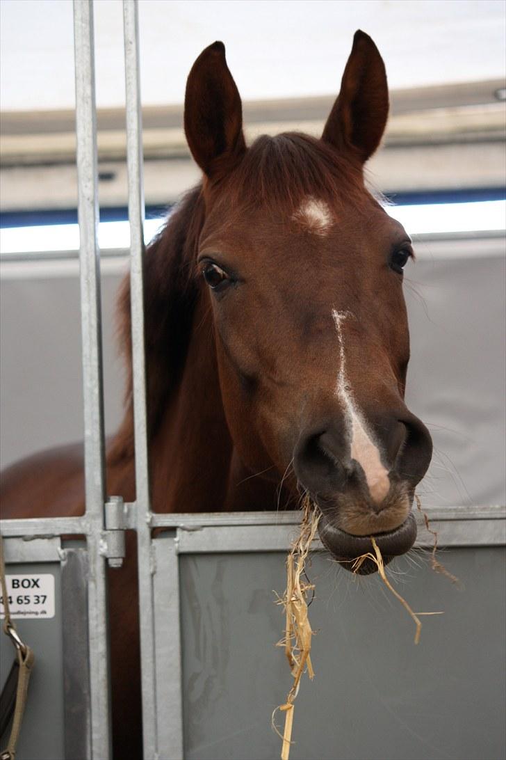 DSP Cirkeline - Undervisning igen (;  billede 3