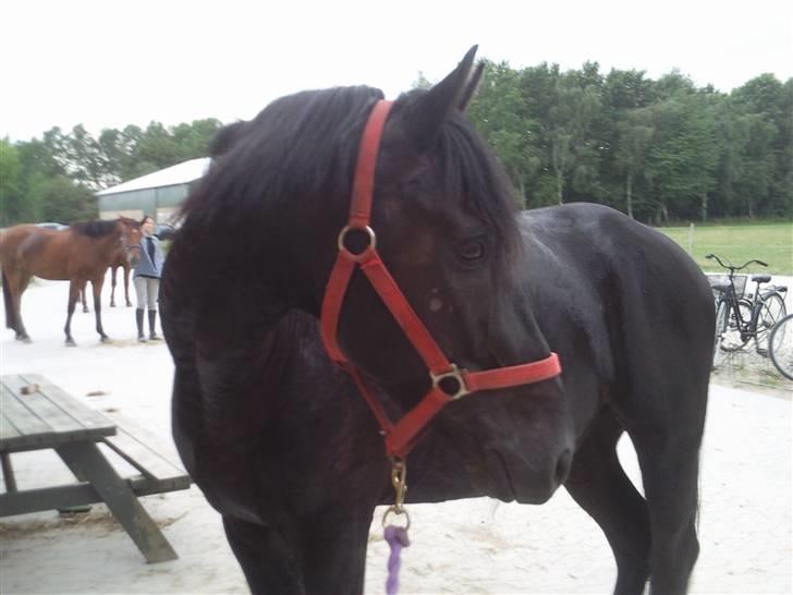 Anden særlig race Mozart - 6# Vi står og hygger ude på gårdspladsen :) billede 6