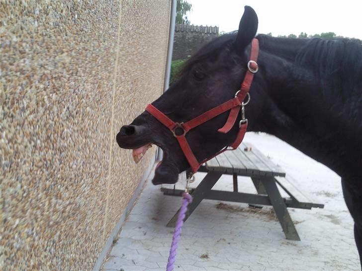 Anden særlig race Mozart - 7# Efter en lang dag er man blevet godt træt :D billede 7