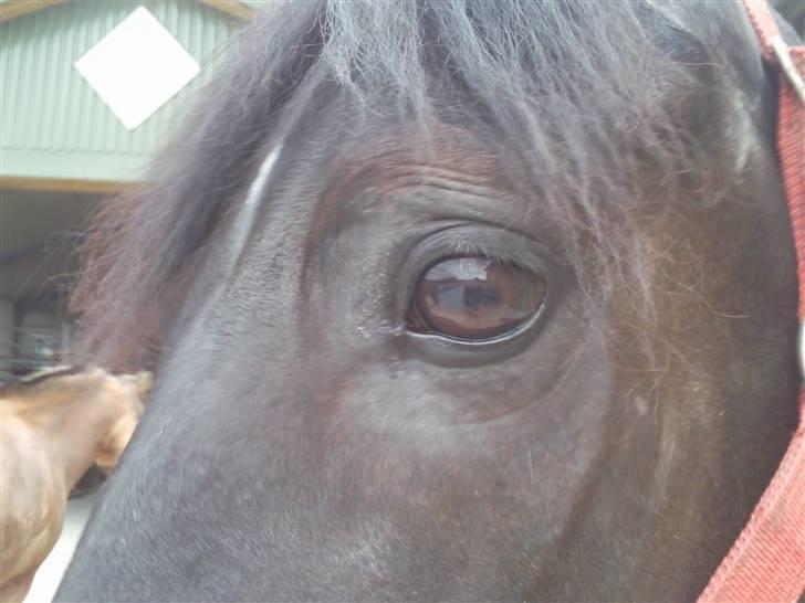 Anden særlig race Mozart - 9# Det vildt flotte øje <3 billede 9