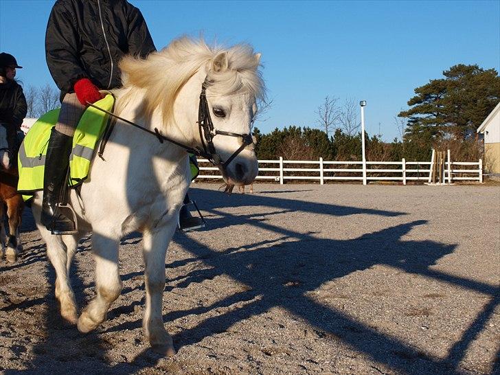 Welsh Mountain (sec A) Gribsvads Nielaus - Taget af Natasja B. billede 9