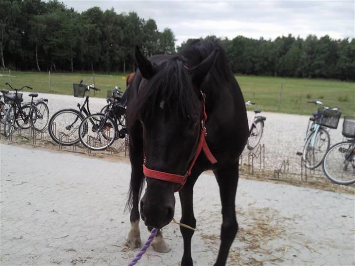 Anden særlig race Mozart - 10#  billede 10