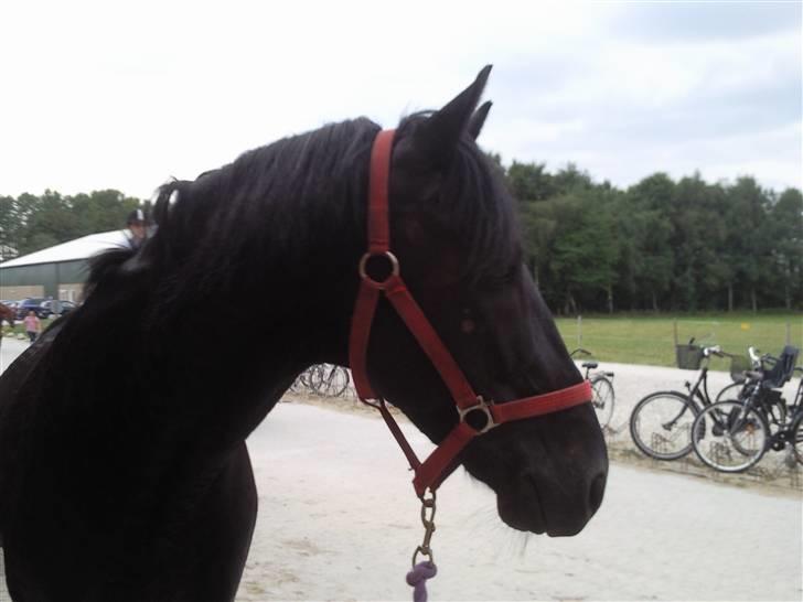 Anden særlig race Mozart - 11# Hvad fik han mon øje på? :) billede 11