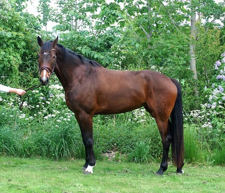 Dansk Varmblod SANDBÆK'S OPHELIA - 6. juni 2010 billede 22