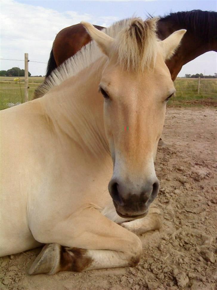 Fjordhest  Ronja - solgt .  - 27/7-09 . Ronja tager en slapper på folden ..  billede 13