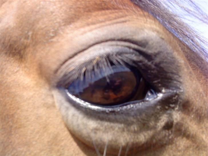 New Forest /Pinto   Celine -  Cille  - 16/8-09 .. Cilles smukke, tillidsfulde og rolige øje . :) billede 16