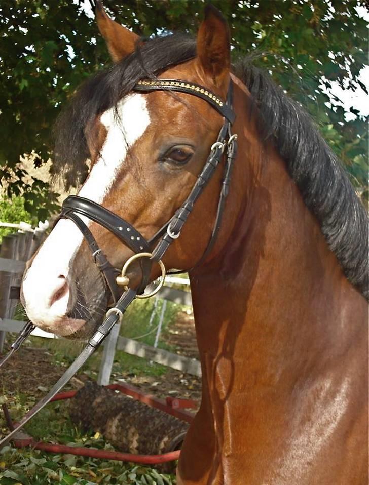 Welsh Cob (sec D) Kirz Vanill Krokodille*solgt* billede 1