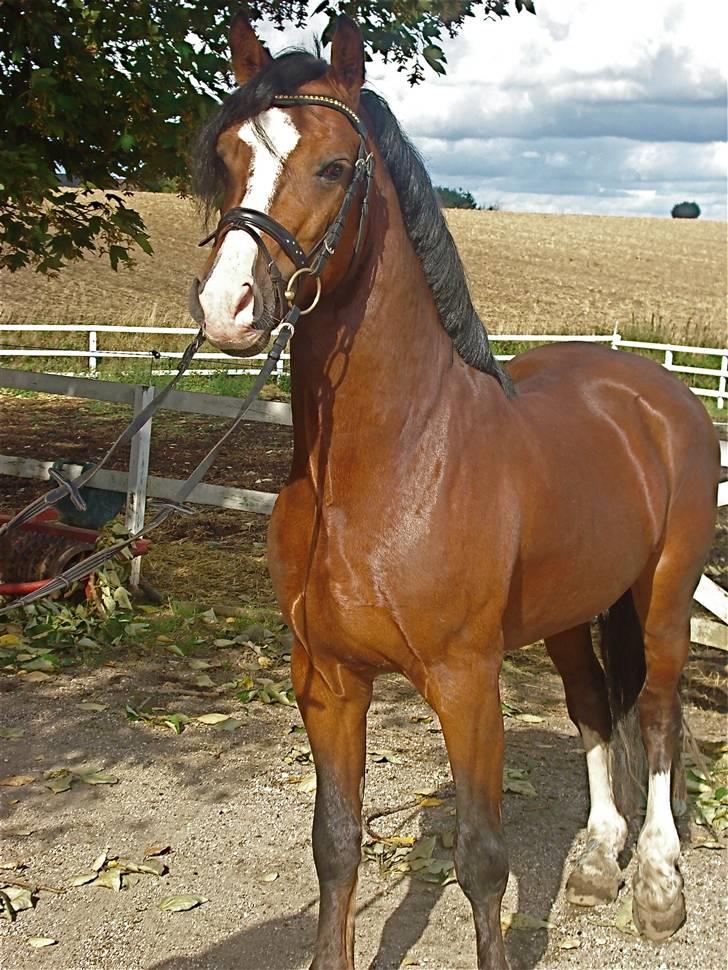 Welsh Cob (sec D) Kirz Vanill Krokodille*solgt* billede 2