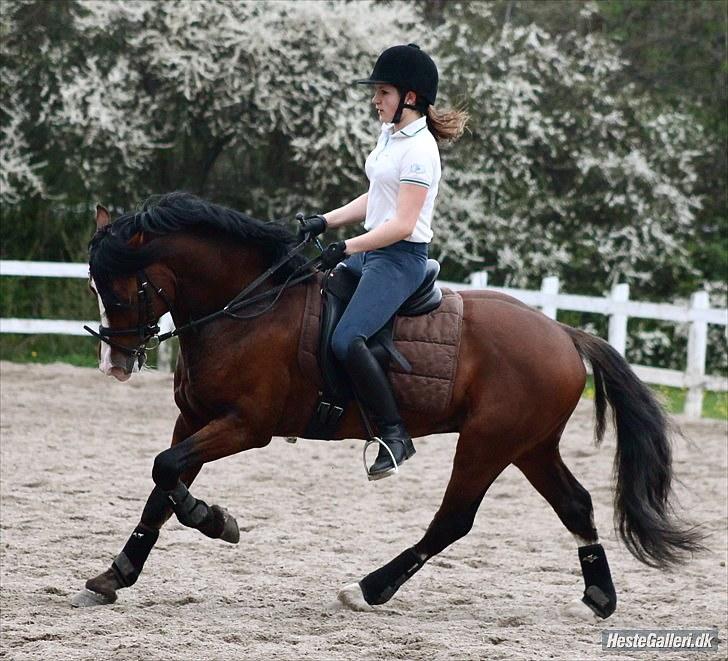 Welsh Cob (sec D) Kirz Vanill Krokodille*solgt* billede 3