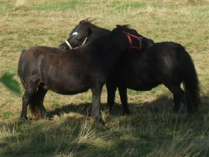 Shetlænder Tulle - Tulle og Lotte gnubber :) billede 11