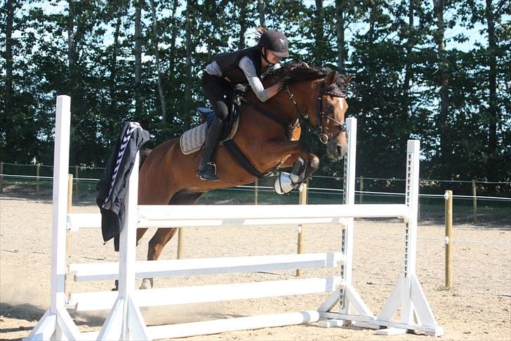 Anden særlig race Flipper - Velkommen til Flipper´s profil <3 110 cm billede 1