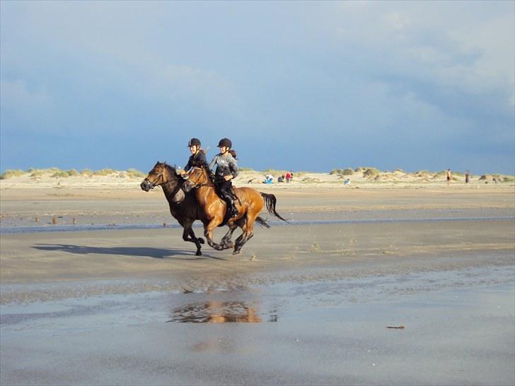 Anden særlig race Flipper - på stranden med Sofie og Bastian ;D en dejlig jorde tur! billede 7