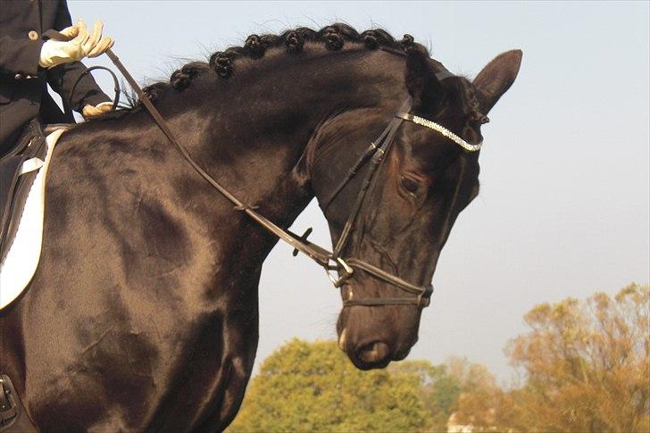 Anden særlig race Casmir <3RIP13 - Casmir i jydelandet billede 1
