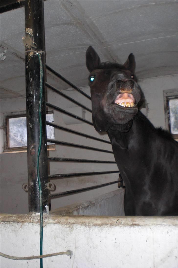 Anden særlig race Casmir <3RIP13 - weee sanne har lige givet mig sliksten på mulen <3  billede 2