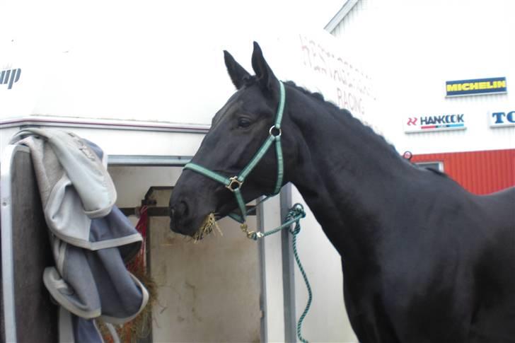 Anden særlig race Casmir <3RIP13 - smukke Casmir lige landet i sanderum <3 billede 4