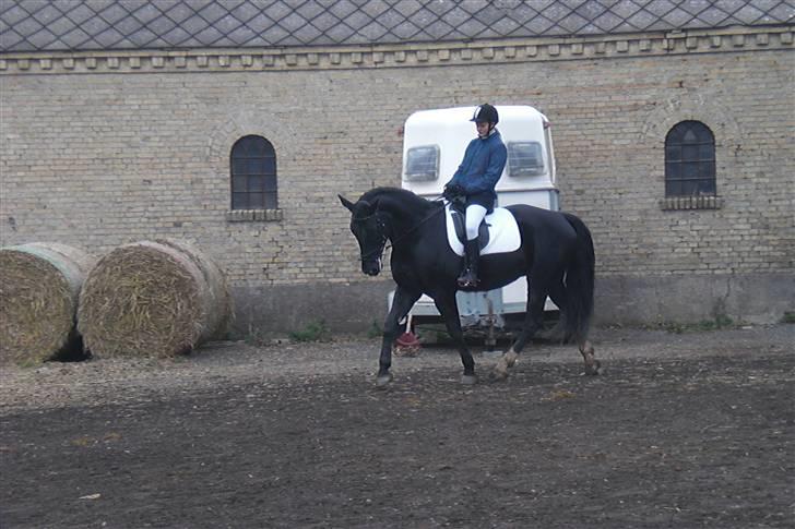 Anden særlig race Casmir <3RIP13 - dressur/opvarmning <3  billede 5