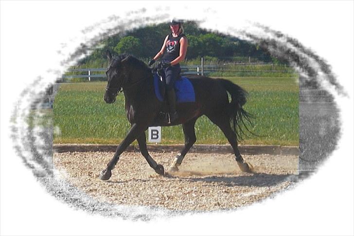 Anden særlig race Casmir <3RIP13 - og hvilken trav den lille hest har fået sig :D<3 billede 7