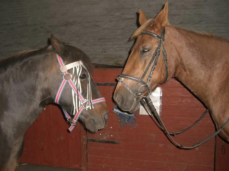 Connemara Nelly (sendt tilbage)  - farvel Prinz sidste dag hun var her :´( billede 16