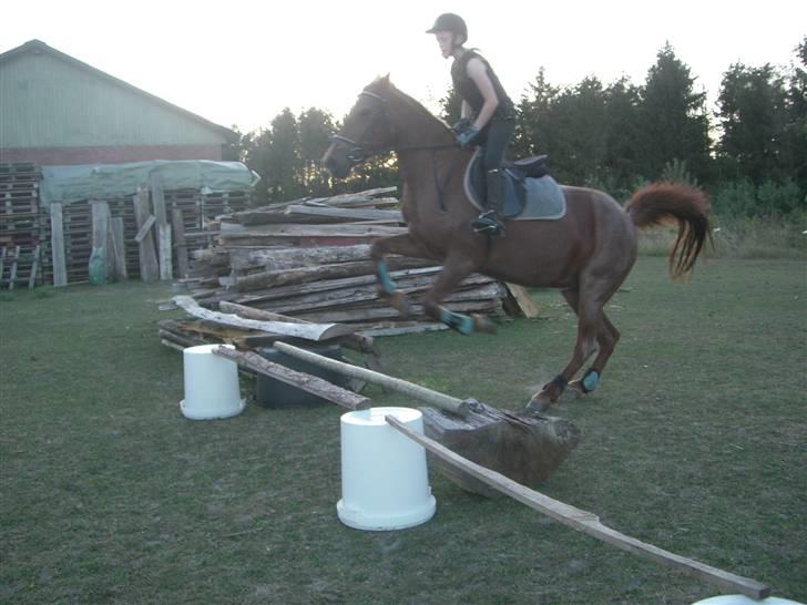 Connemara Nelly (sendt tilbage)  - sidste gang jeg red hende): billede 17