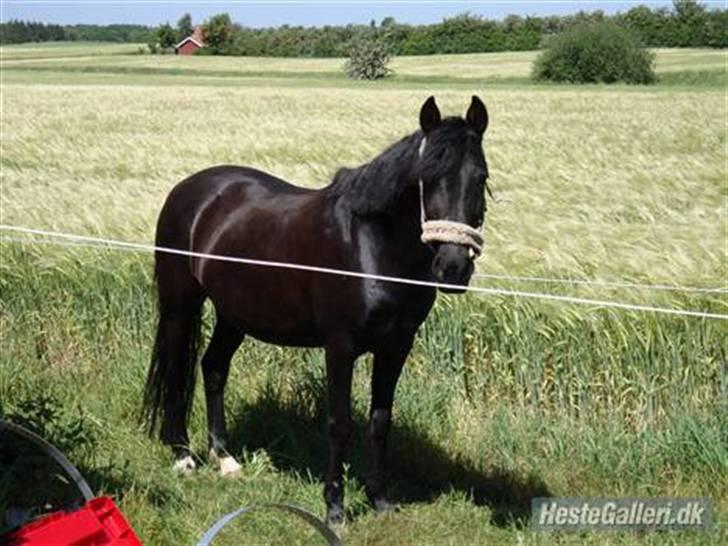 Anden særlig race Dina-SOLGT- - Velkommen til Dina`s profil. Dina hjemme i baghaven. Foto: Line, Tak billede 1