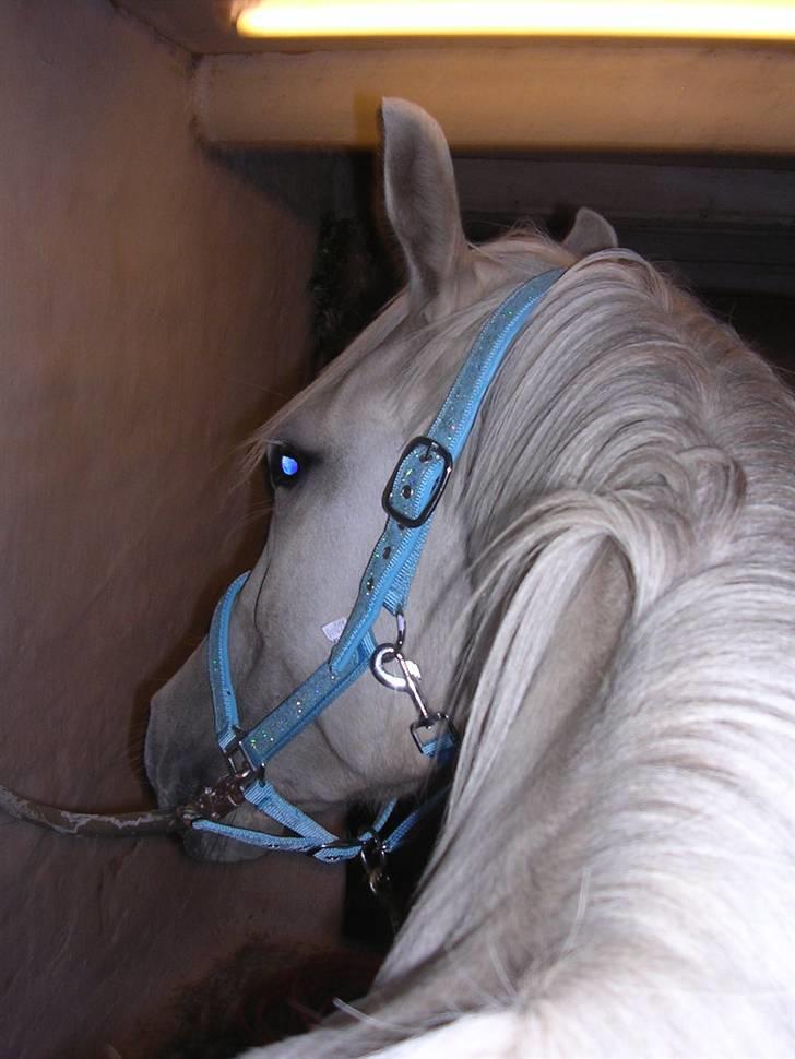 Quarter IMA BEAUTIFUL ZIP, AQHA 4 - Hmm. hvad laver hun nu? billede 5