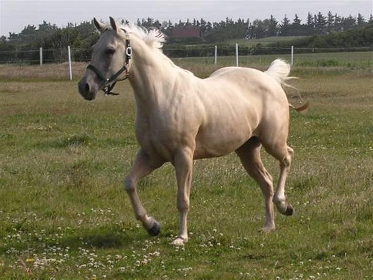 Quarter IMA BEAUTIFUL ZIP, AQHA 4 - wee, kan godt løfte benene selvom jeg er lidt tung i det;=) billede 8