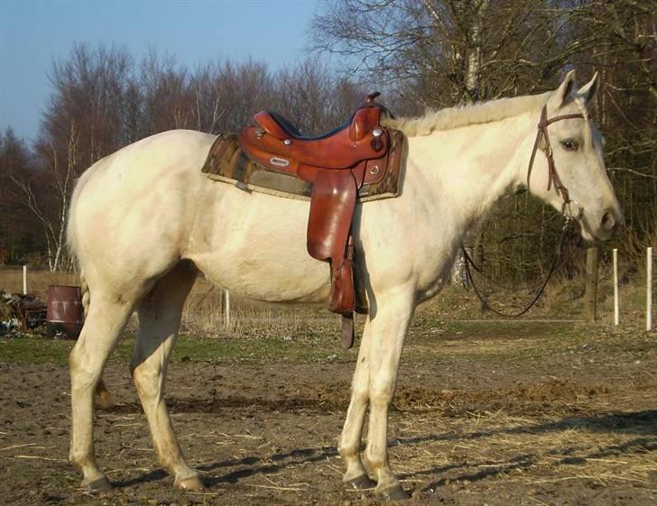 Quarter IMA BEAUTIFUL ZIP, AQHA 4 - Så kom nu cowgirl... billede 14