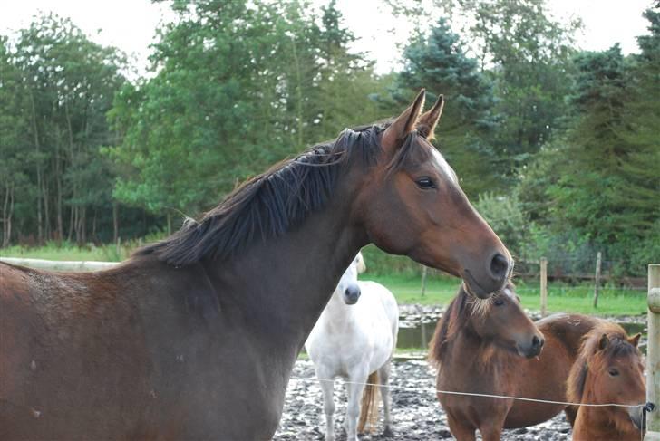Anden særlig race Rosenkildes Aisha SOLGT - 4 år billede 9