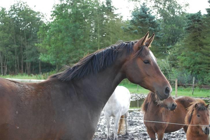 Anden særlig race Rosenkildes Aisha SOLGT - 4 år billede 10