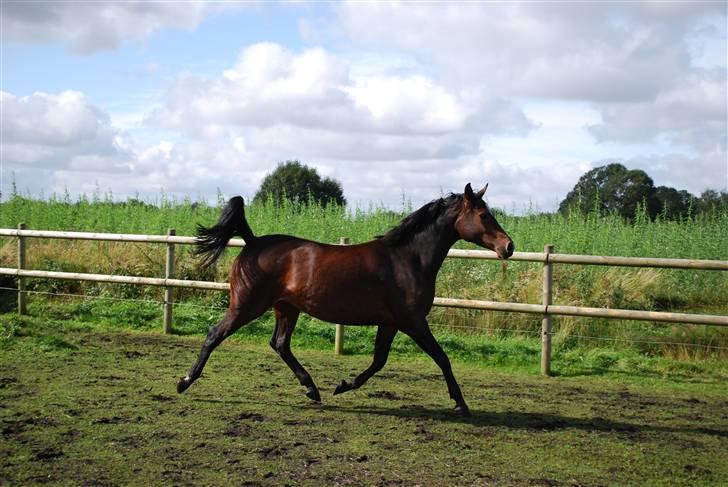 Anden særlig race Rosenkildes Aisha SOLGT - 4 år billede 12