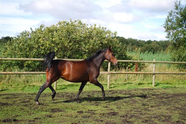 Anden særlig race Rosenkildes Aisha SOLGT - 4 år billede 13