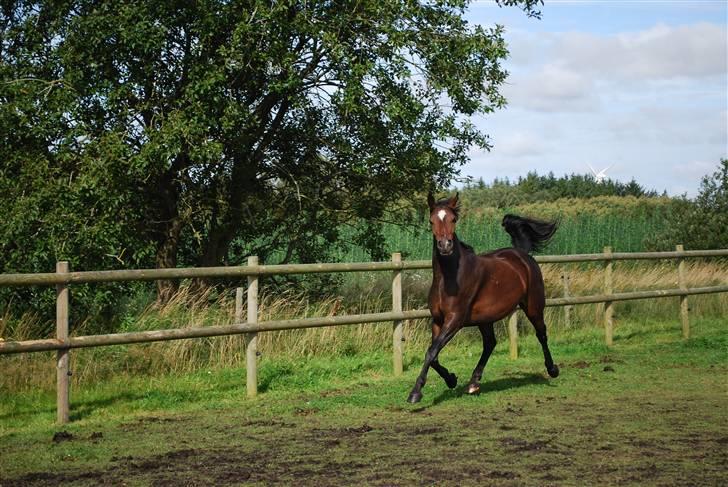 Anden særlig race Rosenkildes Aisha SOLGT - 4 år billede 14