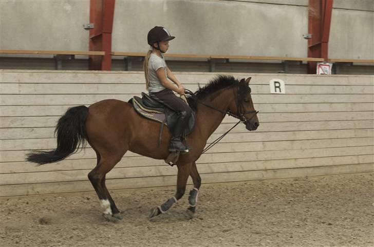 Belgisk Sportspony Ultra Star - mig og ulle (ved godt gjorden er lidt løs) billede 2