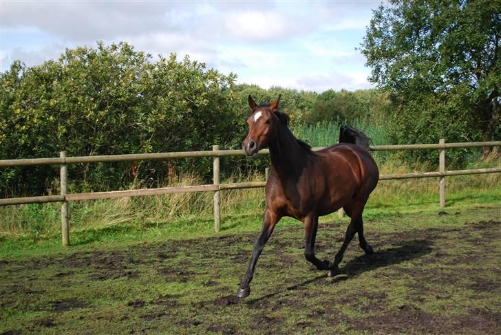 Anden særlig race Rosenkildes Aisha SOLGT - 4 år billede 15
