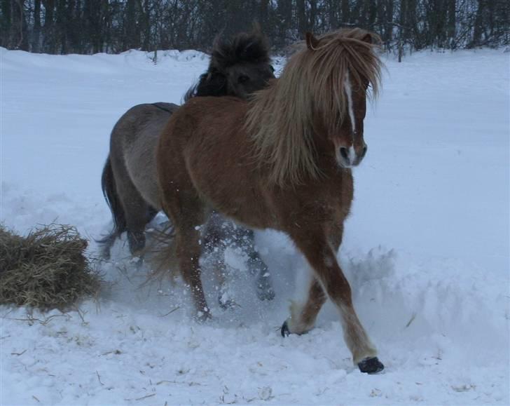 Islænder Modi fra langtved billede 10