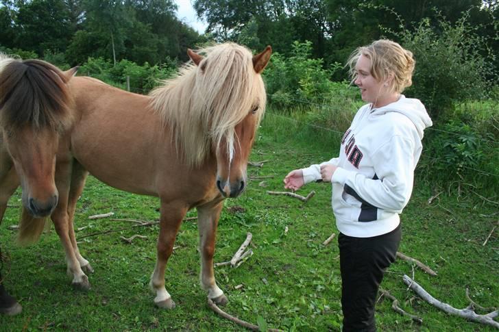 Islænder Modi fra langtved billede 11