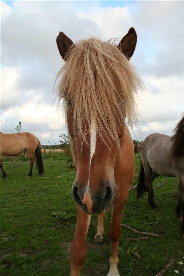 Islænder Modi fra langtved billede 12