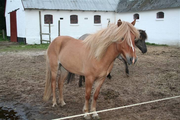 Islænder Modi fra langtved billede 13
