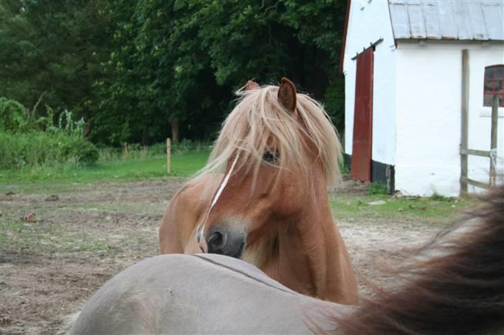 Islænder Modi fra langtved billede 14