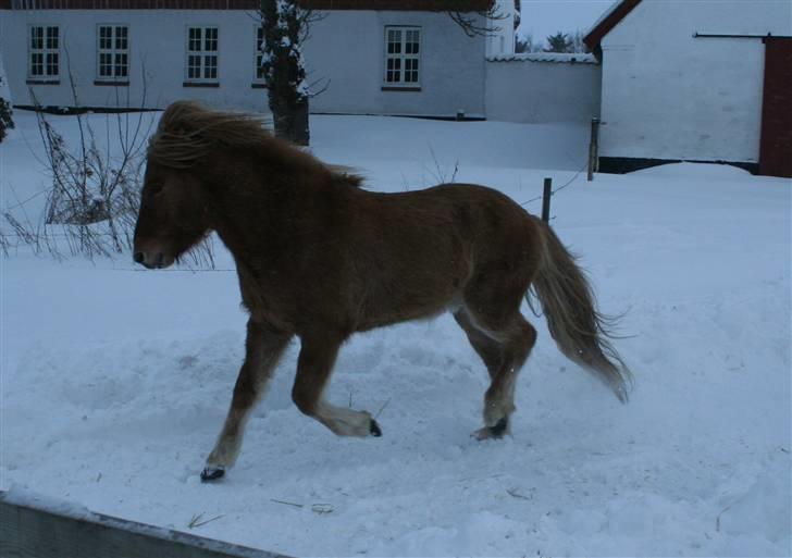 Islænder Modi fra langtved billede 15