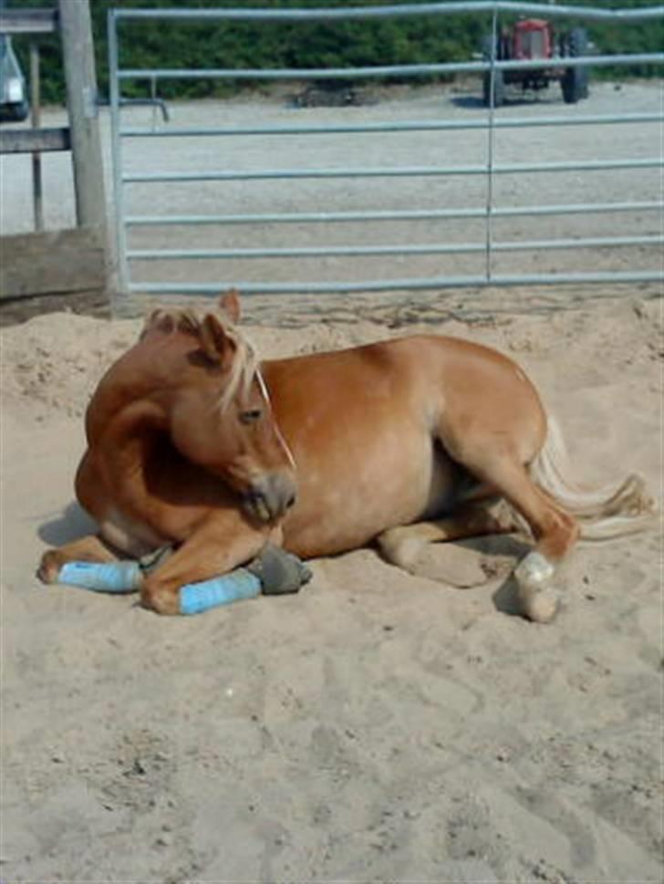 Anden særlig race "Boss" billede 20