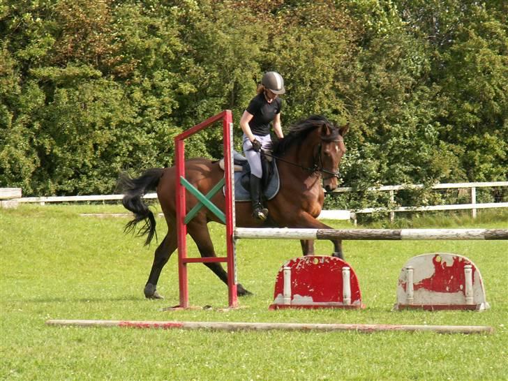 Westfaler MR jones billede 8