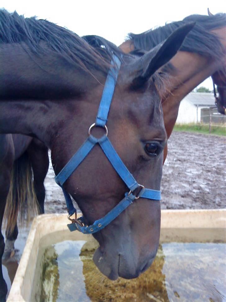 Traver precious pride - på trav banen billede 12