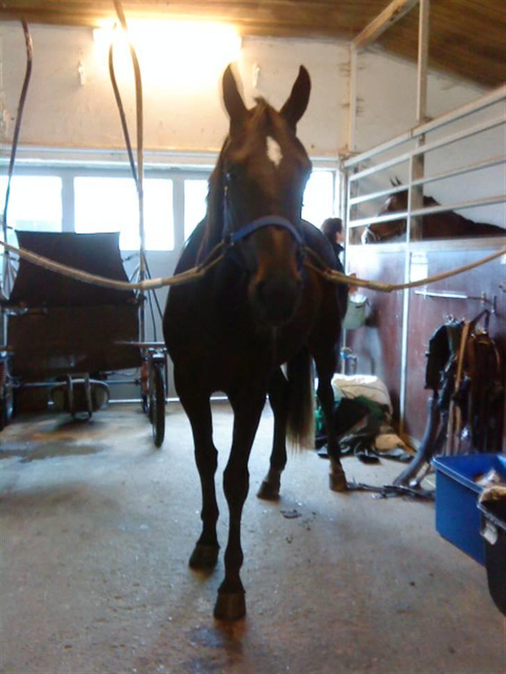 Traver precious pride - på besøg billede 13