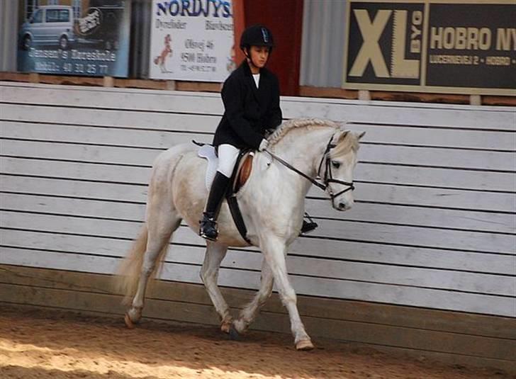 Welsh Pony (sec B) Korreborgs Kawango *MIT LIV* billede 14